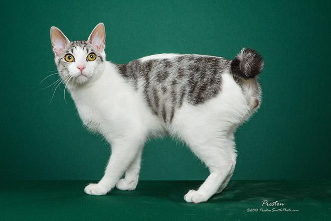 japanese bobtail kittens for sale